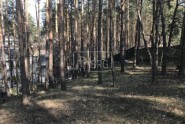 Продажа земельного участка с многолетними соснами на территории - Киевская обл., КГ Южный, Обуховский р-н