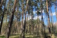 Продажа земельного участка с многолетними соснами на территории - Киевская обл., КГ Южный, Конча-Заспа, Обуховский р-н